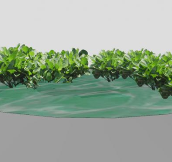大型水草皇冠草SU模型下载_sketchup草图大师SKP模型