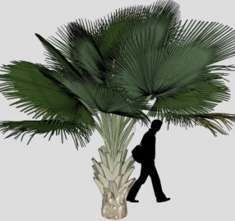 热带棕榈植物SU模型下载_sketchup草图大师SKP模型