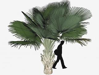 <em>热带</em>棕榈植物SU模型下载_sketchup草图大师SKP模型