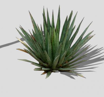 带着阴影的龙舌兰SU模型下载_sketchup草图大师SKP模型