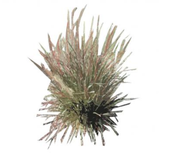 羽绒狼尾草SU模型下载_sketchup草图大师SKP模型