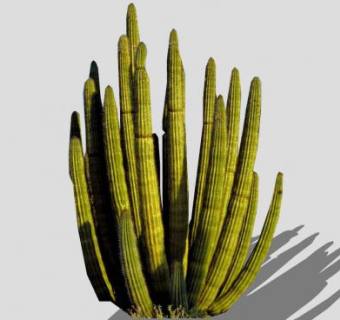 管风琴仙人掌植物SU模型下载_sketchup草图大师SKP模型
