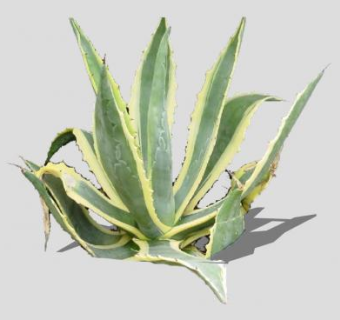 龙舌掌植物SU模型下载_sketchup草图大师SKP模型