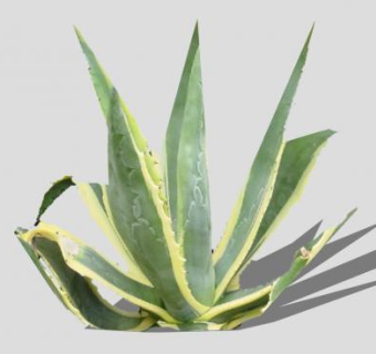 2D龙舌掌植物SU模型下载_sketchup草图大师SKP模型