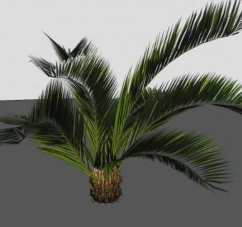 苏铁植物SU模型下载_sketchup草图大师SKP模型