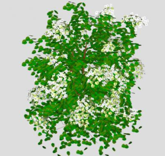 花束荚莲属植物SU模型下载_sketchup草图大师SKP模型