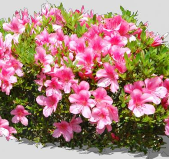 粉色花卉灌木植物SU模型下载_sketchup草图大师SKP模型