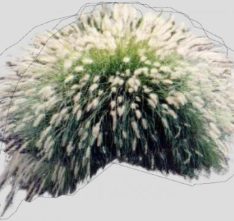 狼尾草植物SU模型下载_sketchup草图大师SKP模型