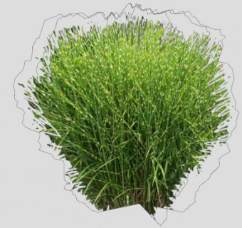 斑马草植物SU模型下载_sketchup草图大师SKP模型