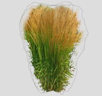 拂子茅草本植物SU模型下载_sketchup草图大师SKP模型