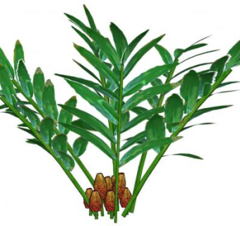 姜科姜属植物SU模型下载_sketchup草图大师SKP模型
