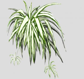 吊兰常绿草本植物SU模型下载_sketchup草图大师SKP模型