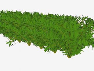 灌木植物景观SU模型下载_sketchup草图大师SKP模型