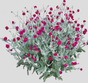 剪秋罗属植物SU模型下载_sketchup草图大师SKP模型