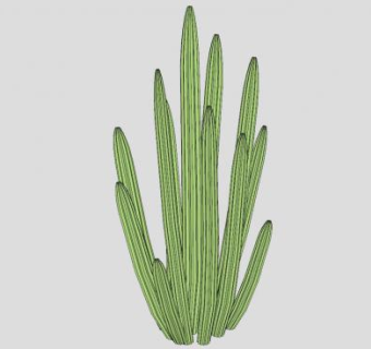 观赏仙人掌植物SU模型下载_sketchup草图大师SKP模型