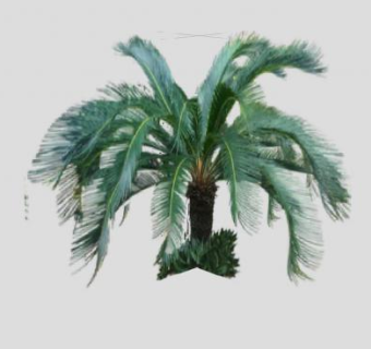 棕树植物SU模型下载_sketchup草图大师SKP模型