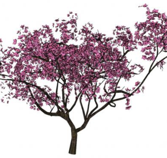 桃树桃花落叶乔木SU模型下载_sketchup草图大师SKP模型