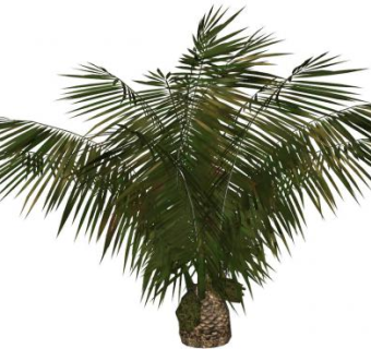 棕榈种类乔木SU模型下载_sketchup草图大师SKP模型