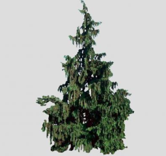 扁柏属乔木SU模型下载_sketchup草图大师SKP模型