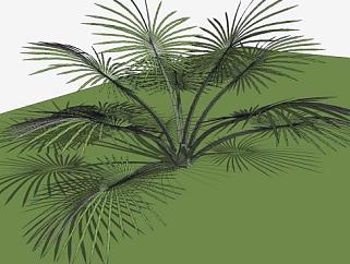 热带观赏棕榈植物SU模型下载_sketchup草图大师SKP模型