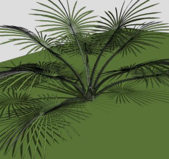 热带观赏棕榈植物SU模型下载_sketchup草图大师SKP模型