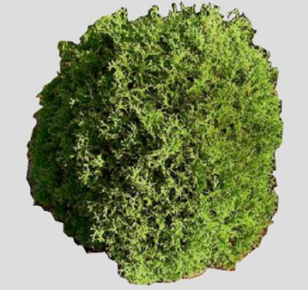 金钟柏2D植物SU模型下载_sketchup草图大师SKP模型