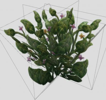 观花观叶灌木植物SU模型下载_sketchup草图大师SKP模型