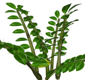 美铁芋属植物SU模型下载_sketchup草图大师SKP模型