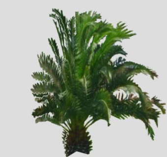 立体棕榈科植物SU模型下载_sketchup草图大师SKP模型