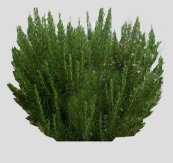 迷迭香属植物SU模型下载_sketchup草图大师SKP模型