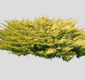 刺柏属常绿植物SU模型下载_sketchup草图大师SKP模型