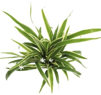 吊兰属观赏植物SU模型下载_sketchup草图大师SKP模型