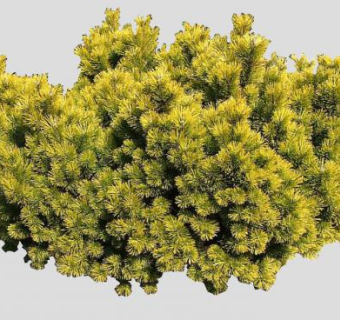 欧洲山松植物SU模型下载_sketchup草图大师SKP模型