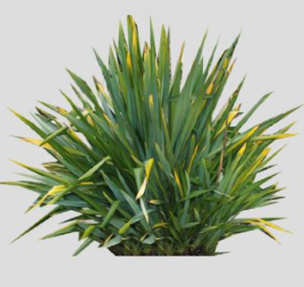 新西兰麻常绿植物SU模型下载_sketchup草图大师SKP模型