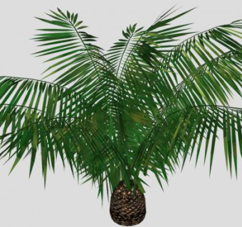 热带小棕榈树SU模型下载_sketchup草图大师SKP模型