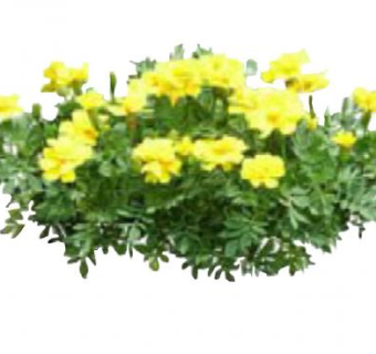 黄色的花开花灌木SU模型下载_sketchup草图大师SKP模型