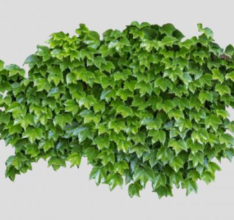 三尖栝楼攀援藤本SU模型下载_sketchup草图大师SKP模型