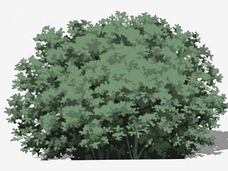 灌木植物<em>平面</em>SU模型下载_sketchup草图大师SKP模型