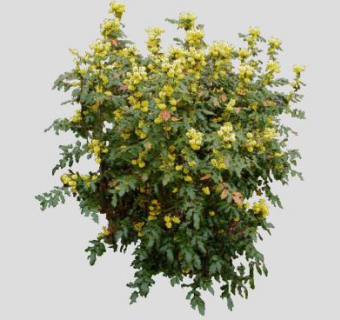 冬青植物SU模型下载_sketchup草图大师SKP模型