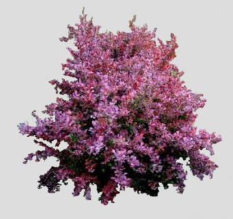 紫色小檗属植物SU模型下载_sketchup草图大师SKP模型