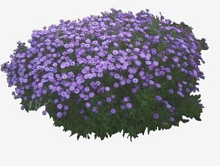紫菀属植物SU模型下载_sketchup草图大师SKP模型