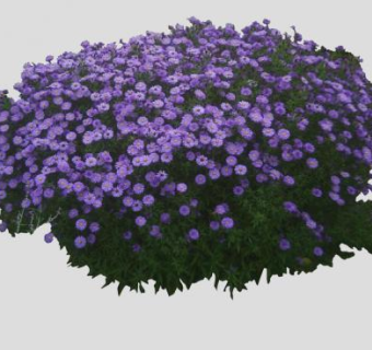 紫菀属植物SU模型下载_sketchup草图大师SKP模型