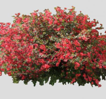 蔷薇科木瓜属贴梗海棠SU模型下载_sketchup草图大师SKP模型