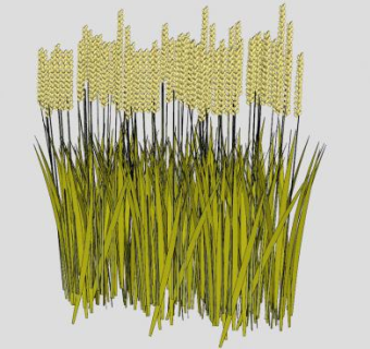 禾本科植物小麦SU模型下载_sketchup草图大师SKP模型
