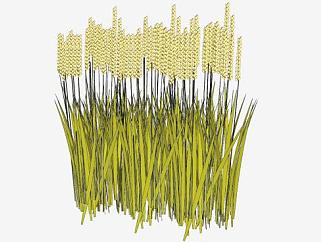 <em>禾</em>本科植物小麦SU模型下载_sketchup草图大师SKP模型