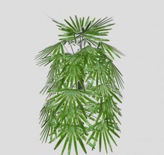 观音棕竹植物SU模型下载_sketchup草图大师SKP模型