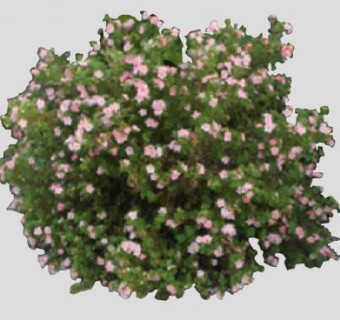 蔷薇科金露梅灌木植物SU模型下载_sketchup草图大师SKP模型