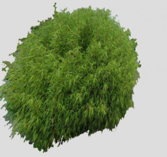 青川箭竹竹叶SU模型下载_sketchup草图大师SKP模型