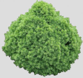 白云杉植物SU模型下载_sketchup草图大师SKP模型