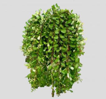 柳属灌木植物SU模型下载_sketchup草图大师SKP模型